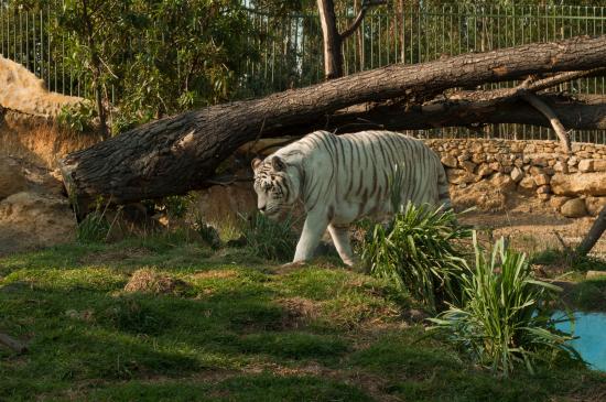 La destrucción del hábitat y su impacto en la biodiversidad.