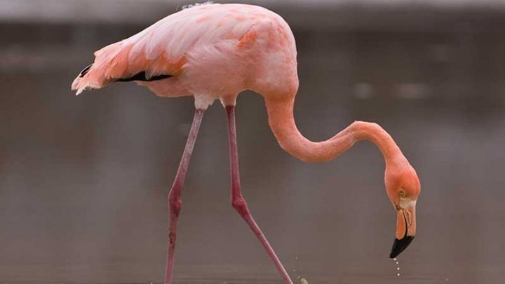 De qué viene el color de los flamencos