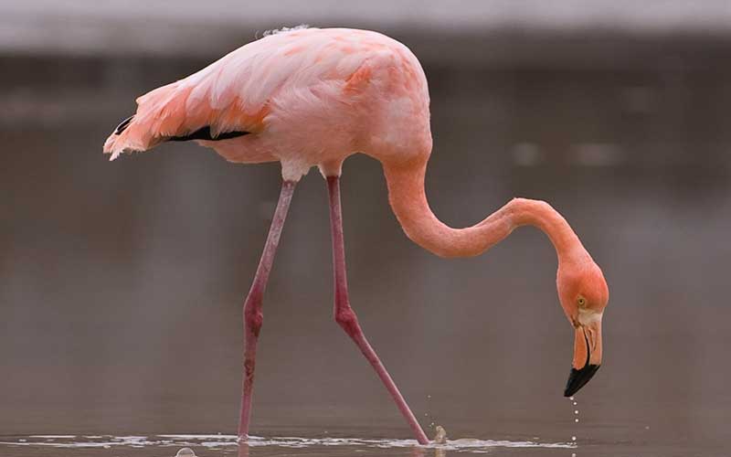 De qué viene el color de los flamencos