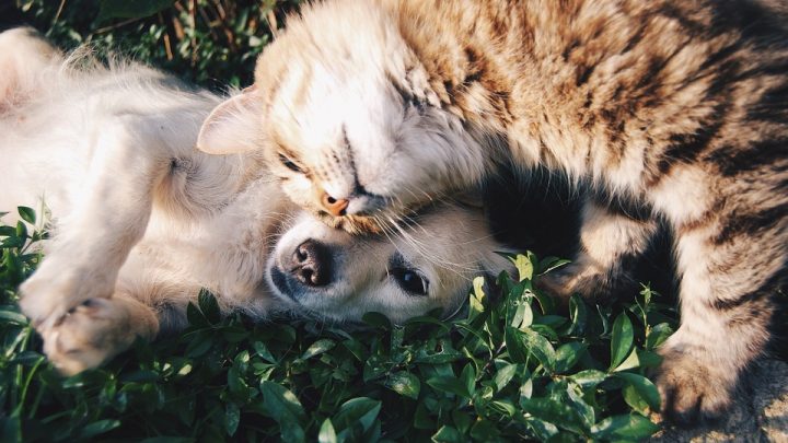 Por qué algunos animales obedecen y otros no