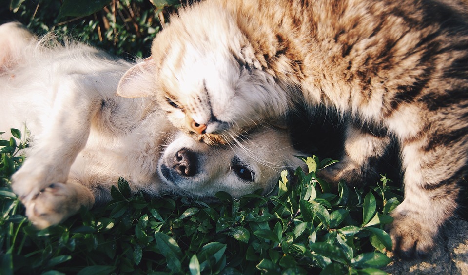 Por qué algunos animales obedecen y otros no