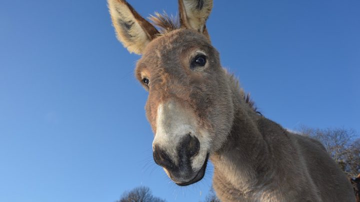 La piel de burro y sus usos medicinales en China