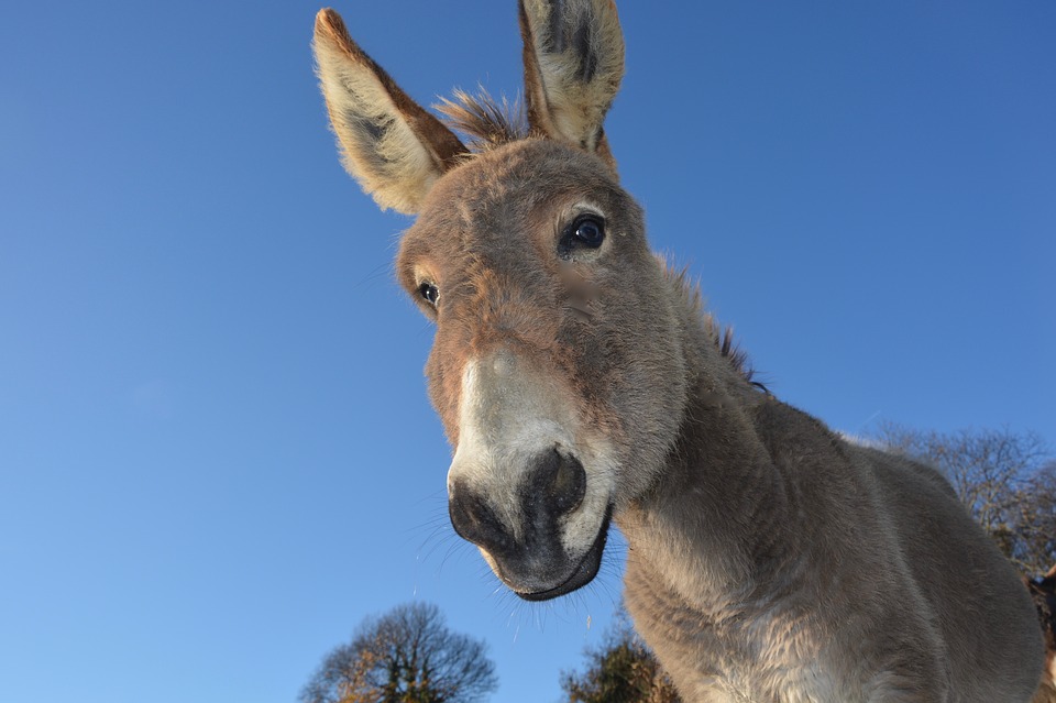 La piel de burro y sus usos medicinales en China