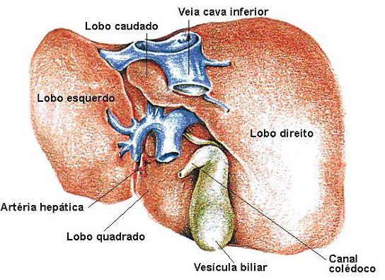 ERGE: enfermedad por reflujo gastroesofágico