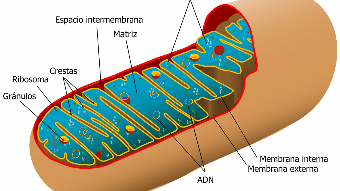 Qué son las mitocondrias
