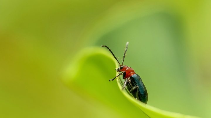 Tipos de animales aéreos: LOS INSECTOS