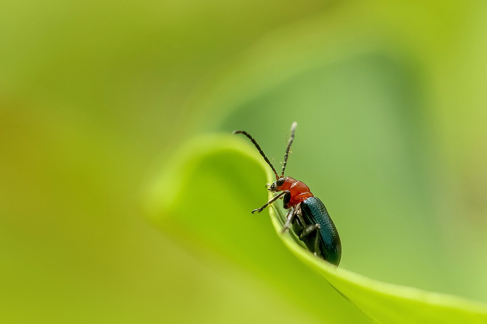 Tipos de animales aéreos: LOS INSECTOS