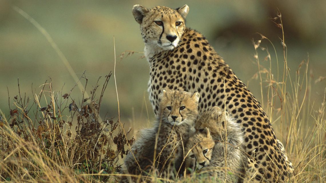 Animales carnívoros: todo lo que debes saber