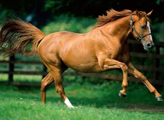 ¿Cómo se identifican los animales vertebrados?