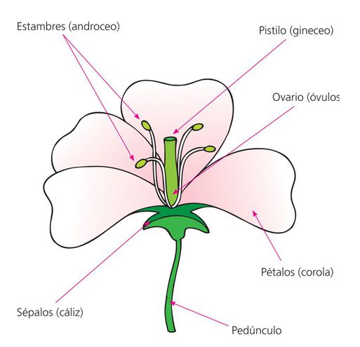 Todo lo que debes saber sobre la flor