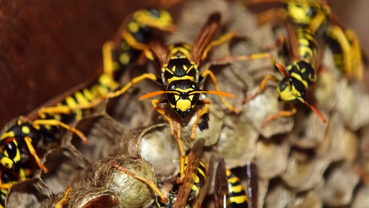 ¿Es peligrosa una picadura de avispas?