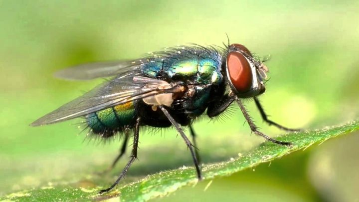 Larvas de moscas y su uso para curar heridas crónicas