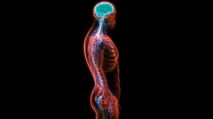 El sistema nervioso humano y su funcionamiento