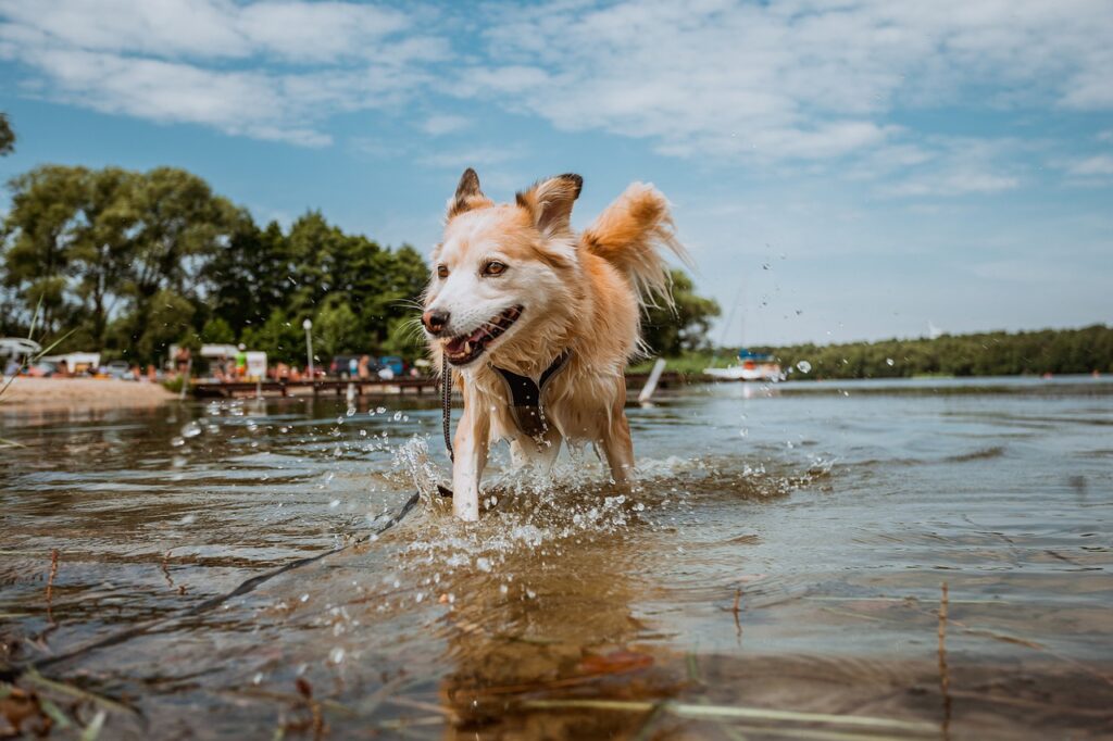 Cuidado del pelo de los perros