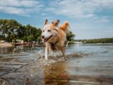 Cuidado del pelo de los perros