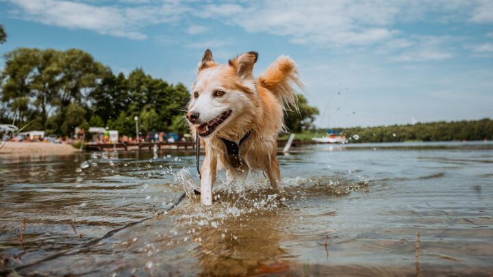 Cuidado del pelaje del perro: algunos consejos